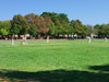 Zes CC v Pimlico Strollers CC (Corfu, 13 September 2015)