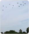 flypast at Sandon